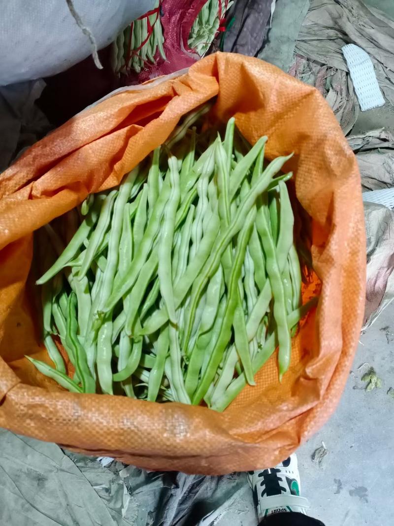 产地芸豆种植基地芸豆批发芸豆价格芸豆行情市场收货打价