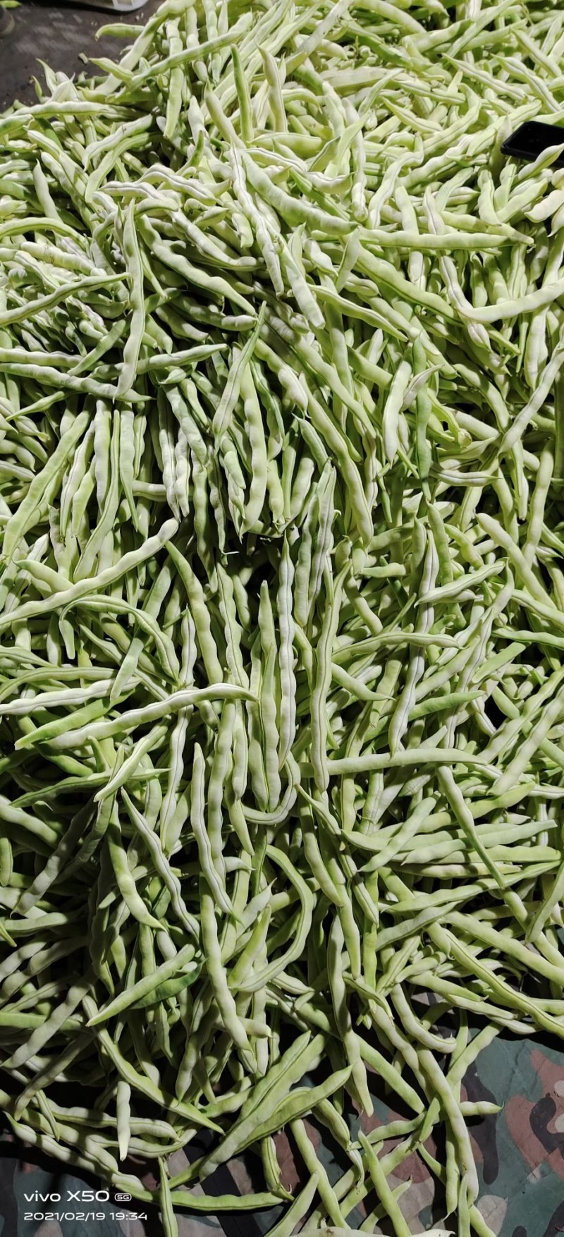 产地芸豆种植基地芸豆批发芸豆价格芸豆行情市场收货打价