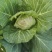 大量甘蓝包菜准备上市了