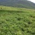 当归岷当归马尾归无硫原条黑高含量品质优新货大量现货供应