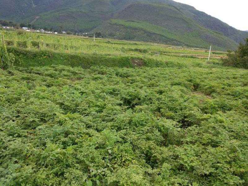 当归岷当归马尾归无硫原条黑高含量品质优新货大量现货供应