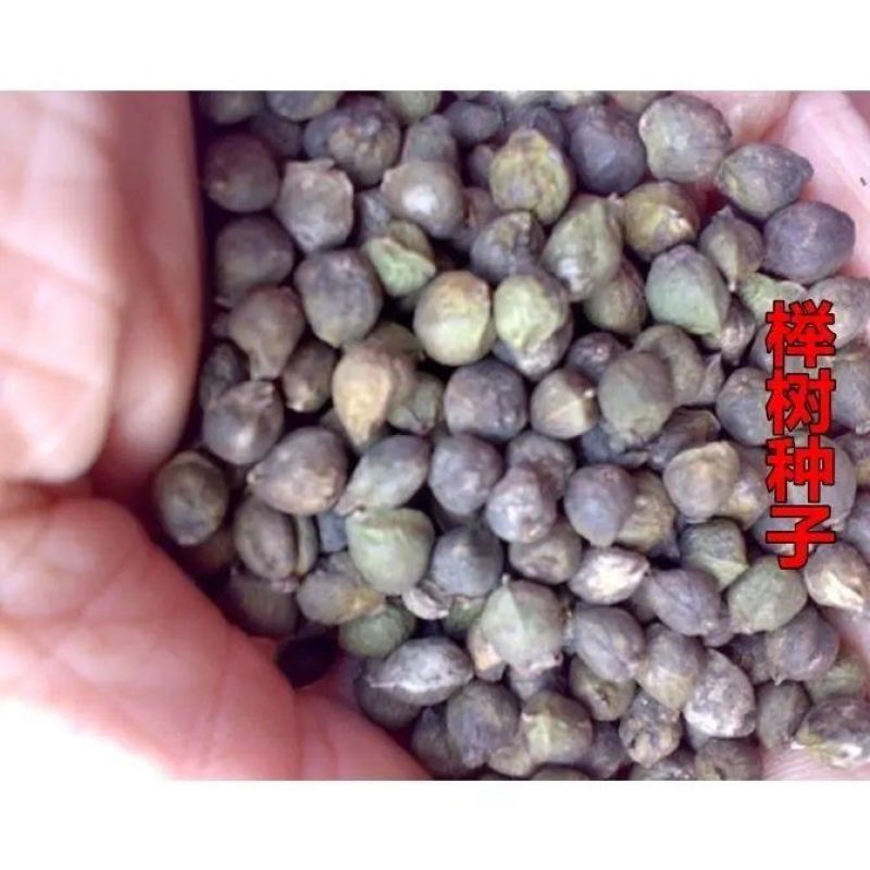 榉树种子红榉树种子小果榉青榉白榉血榉大果榉种