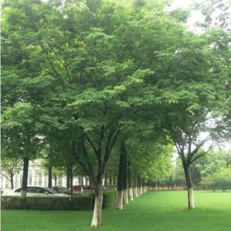 榉树种子红榉树种子小果榉青榉白榉血榉大果榉种