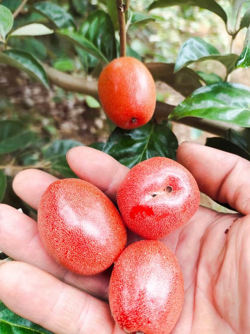 德甜二号羊奶果树苗纯甜羊奶果苗基地批发可盆栽庭院种植包邮