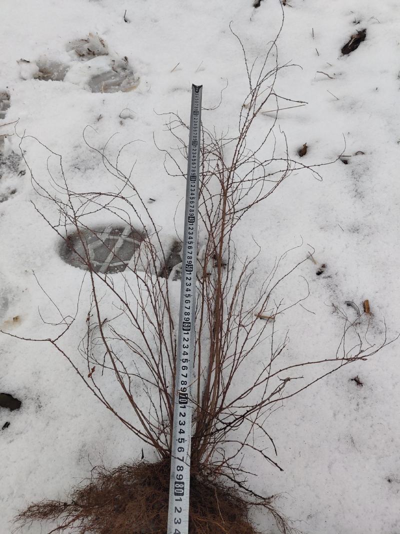 雪柳珍珠绣线菊二年苗盆栽绿植喷雪花带花苞苗