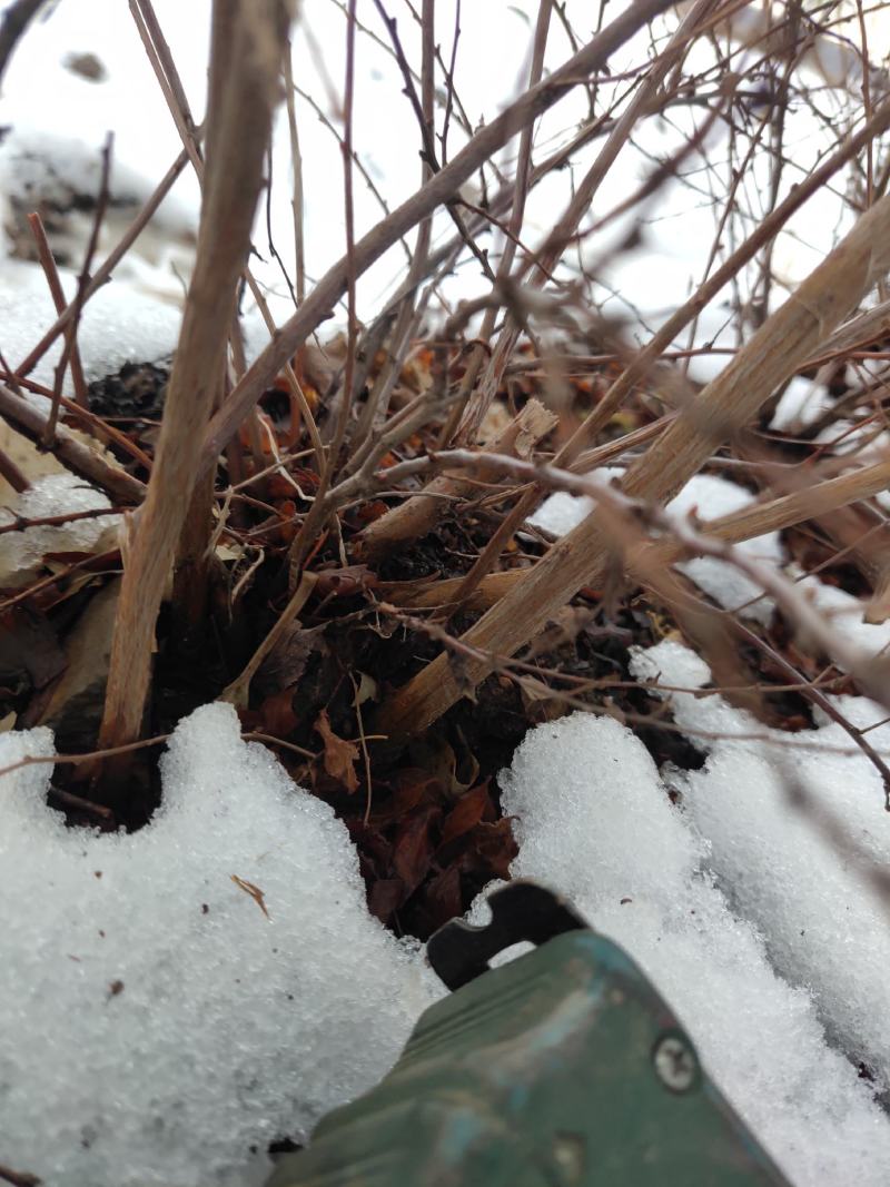 雪柳珍珠绣线菊二年苗盆栽绿植喷雪花带花苞苗