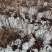 雪柳珍珠绣线菊二年苗盆栽绿植喷雪花带花苞苗