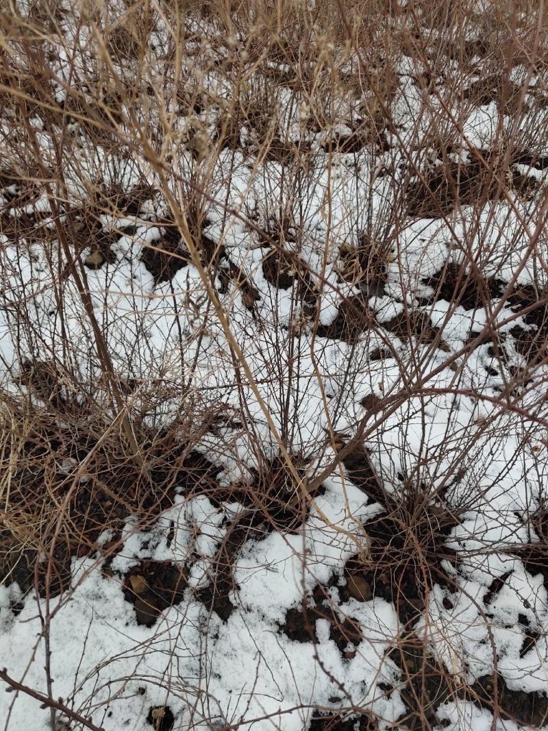雪柳珍珠绣线菊二年苗盆栽绿植喷雪花带花苞苗