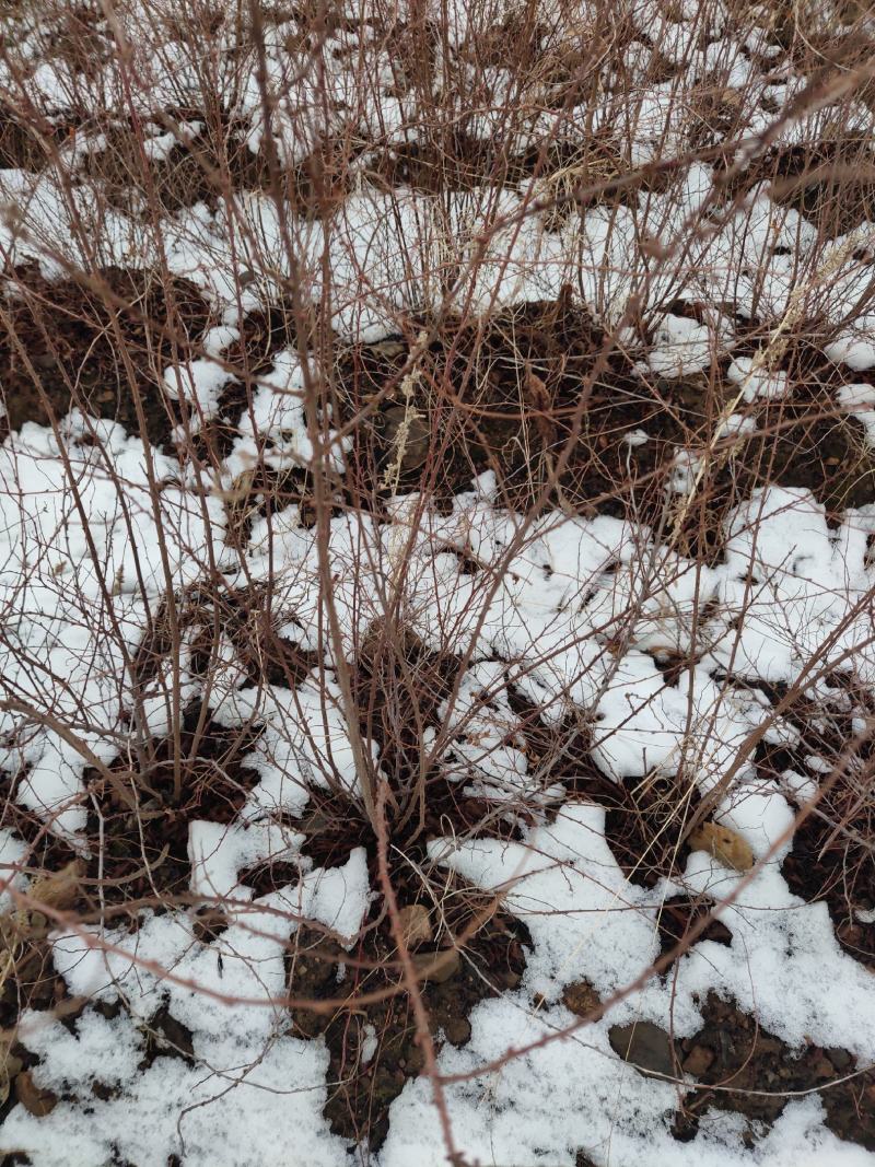 雪柳珍珠绣线菊二年苗盆栽绿植喷雪花带花苞苗