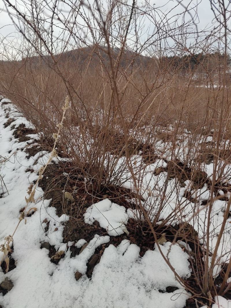 雪柳珍珠绣线菊二年苗盆栽绿植喷雪花带花苞苗