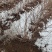 雪柳珍珠绣线菊二年苗盆栽绿植喷雪花带花苞苗