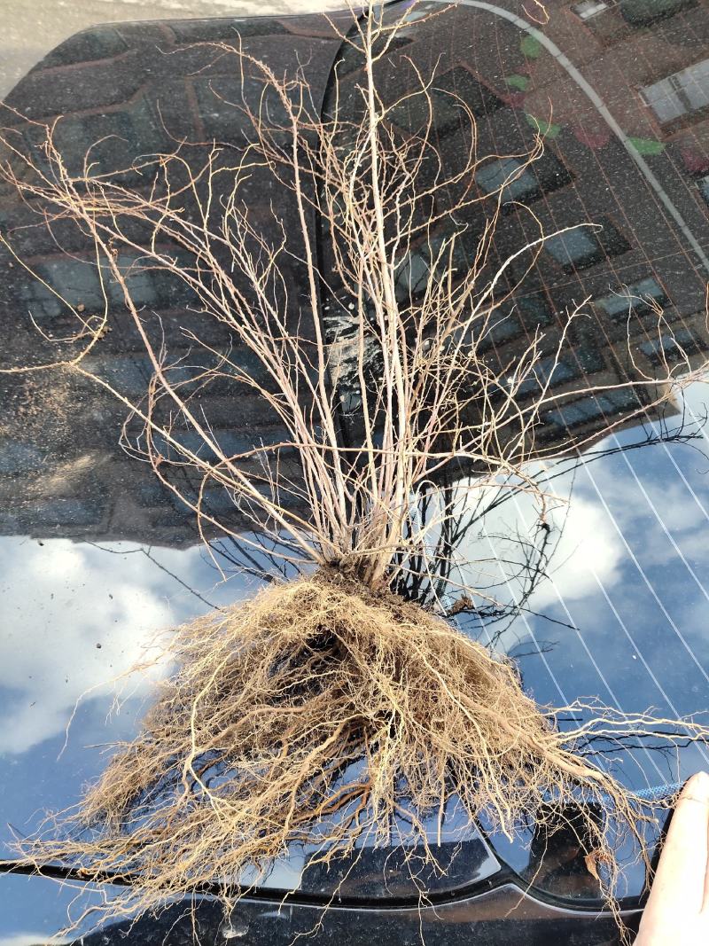 雪柳珍珠绣线菊二年苗盆栽绿植喷雪花带花苞苗