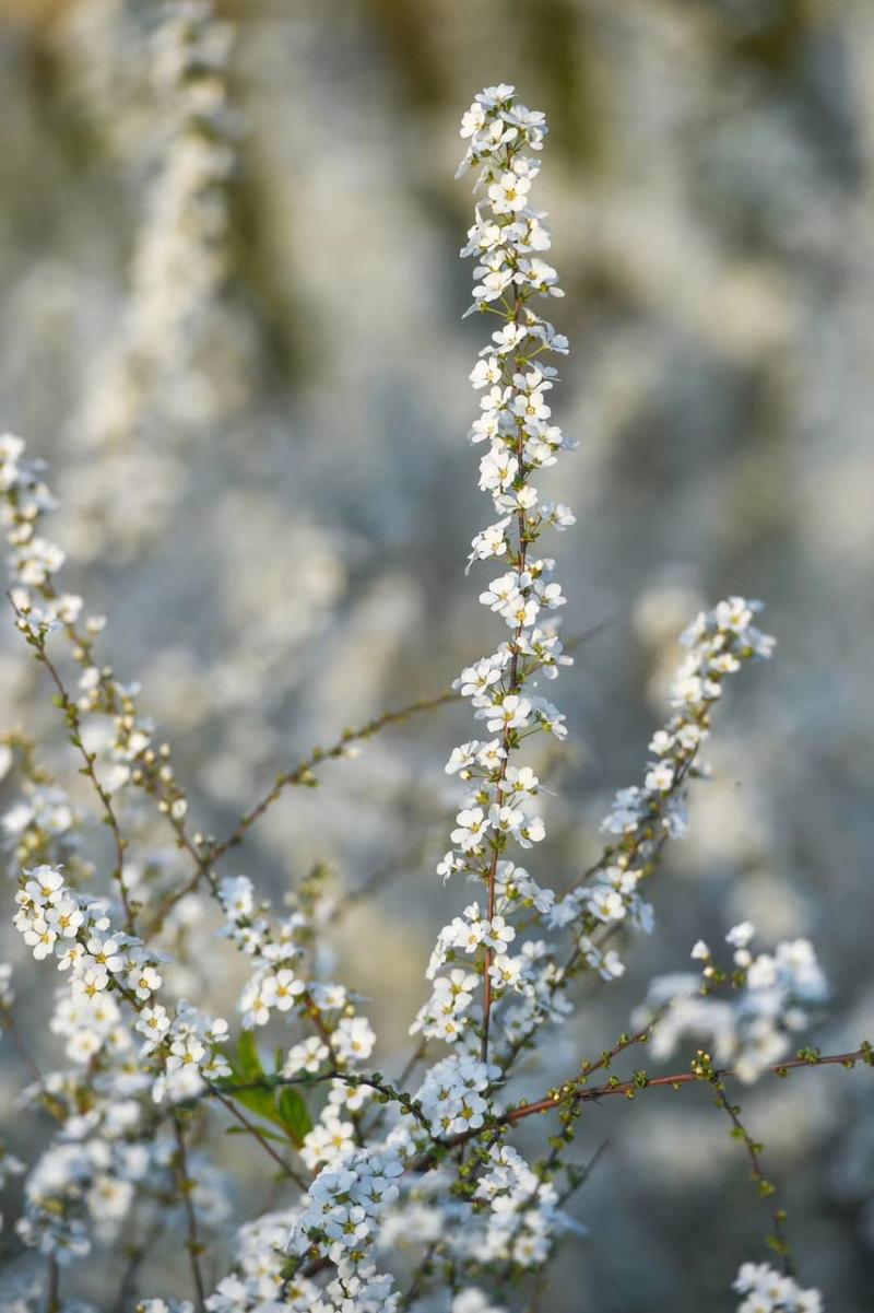 雪柳珍珠绣线菊二年苗盆栽绿植喷雪花带花苞苗