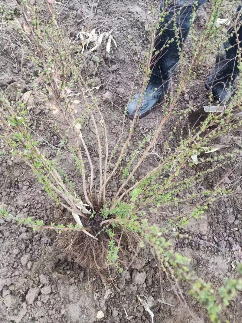 雪柳珍珠绣线菊二年苗盆栽绿植喷雪花带花苞苗