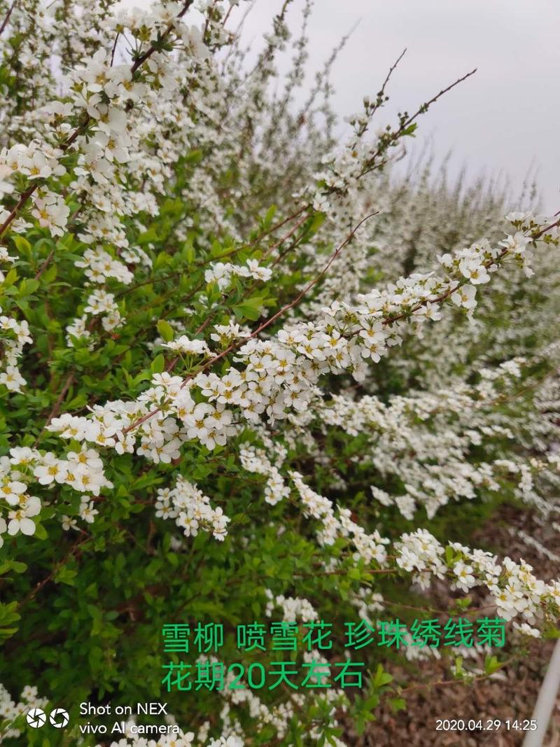雪柳珍珠绣线菊二年苗盆栽绿植喷雪花带花苞苗