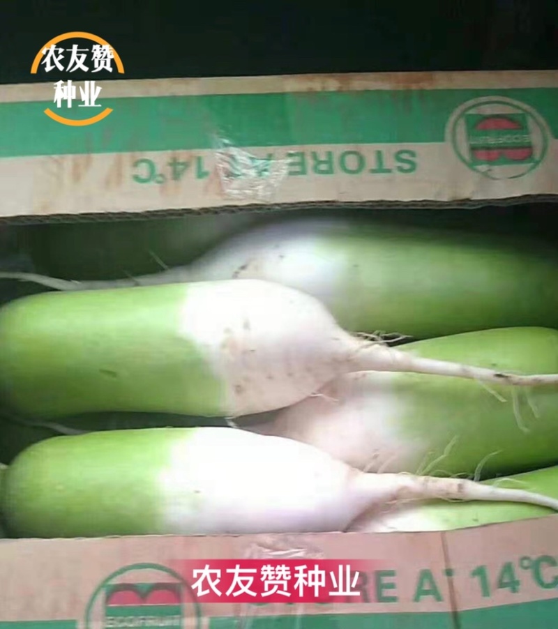 德高马可博萝青头萝卜种子速生耐热抗涝萝卜杂交青萝卜种子