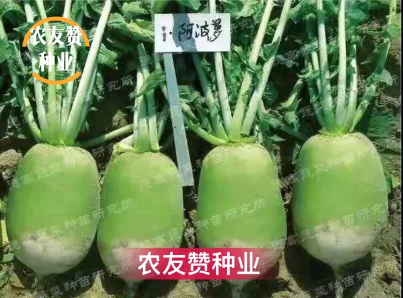 德高马可博萝青头萝卜种子速生耐热抗涝萝卜杂交青萝卜种子