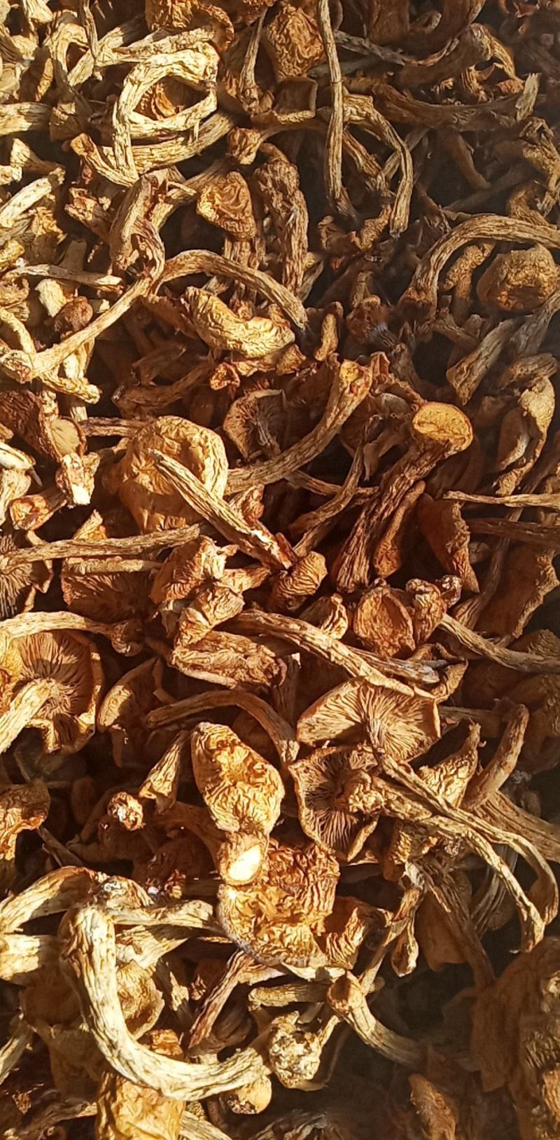 滑子菇，价钱美丽好吃不贵