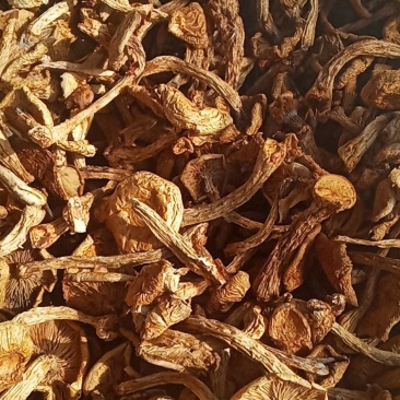 滑子菇，价钱美丽好吃不贵