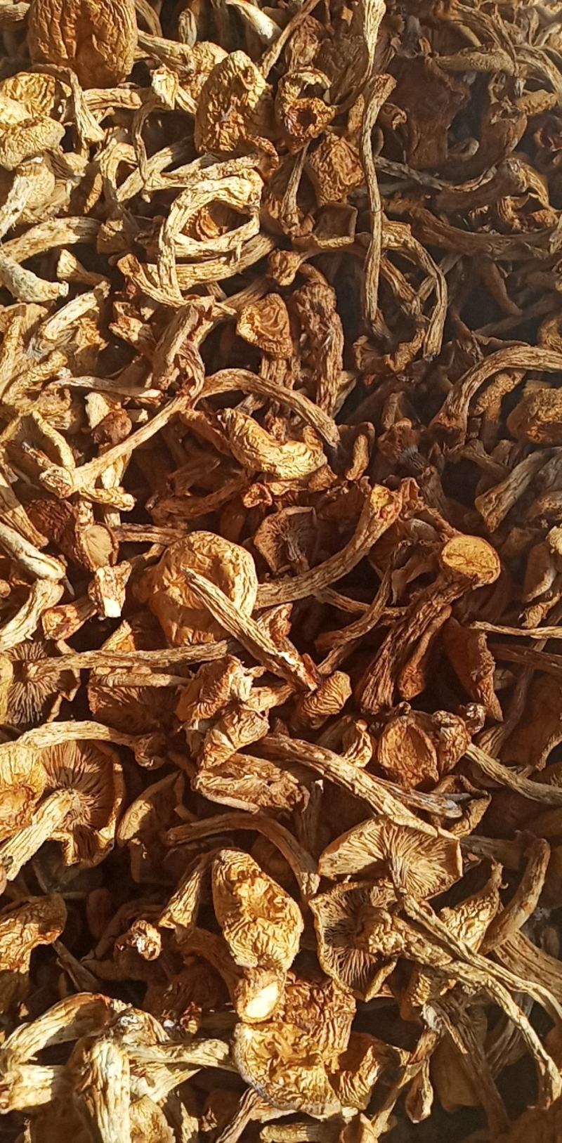 滑子菇，价钱美丽好吃不贵