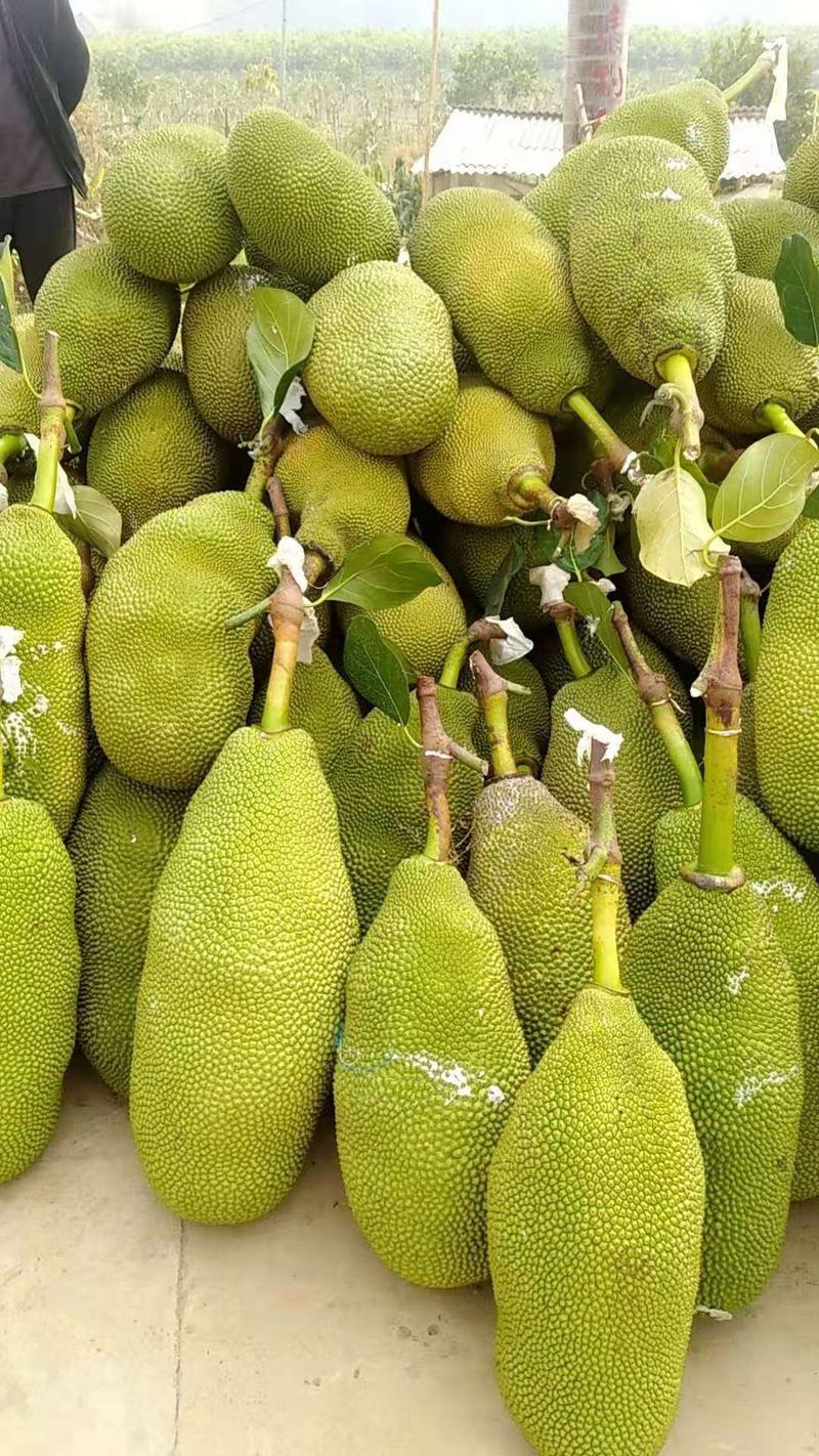 菠萝蜜大量上市，价格低