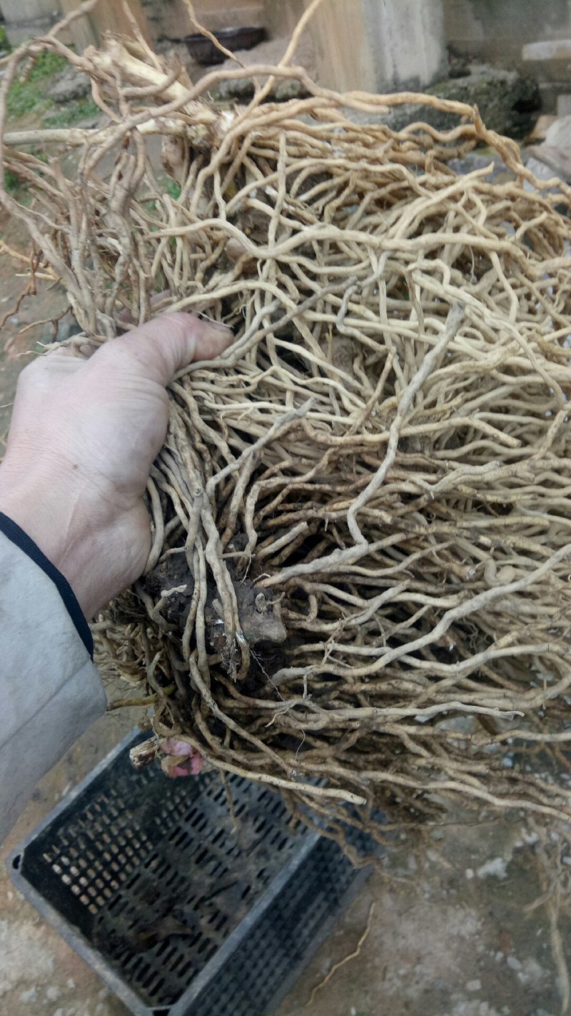 牛尾菜中药材牛尾中药材