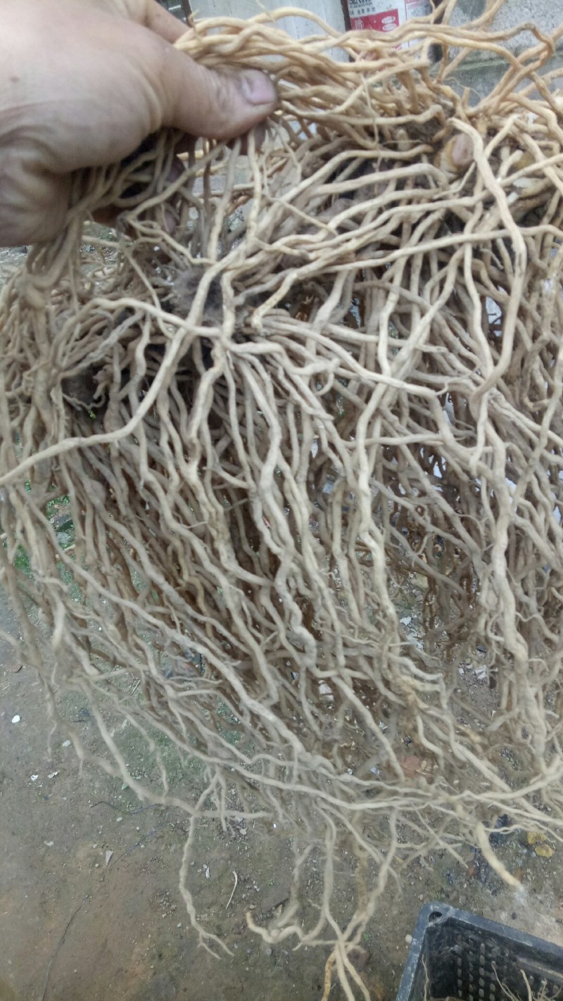 牛尾菜中药材牛尾中药材