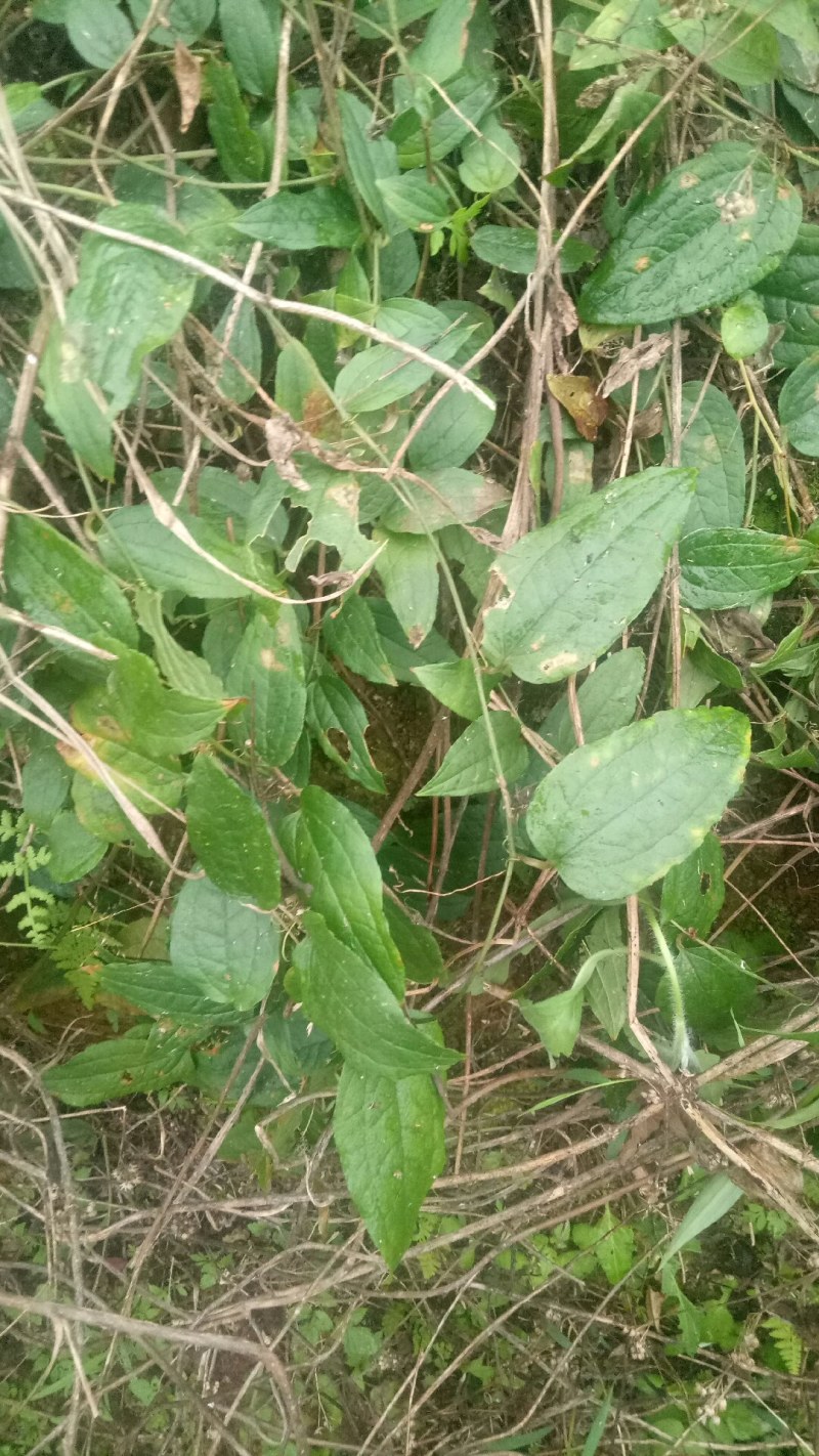 牛尾菜中药材牛尾中药材