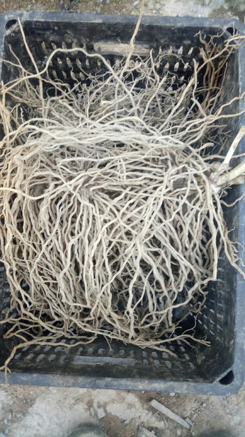 牛尾菜中药材牛尾中药材