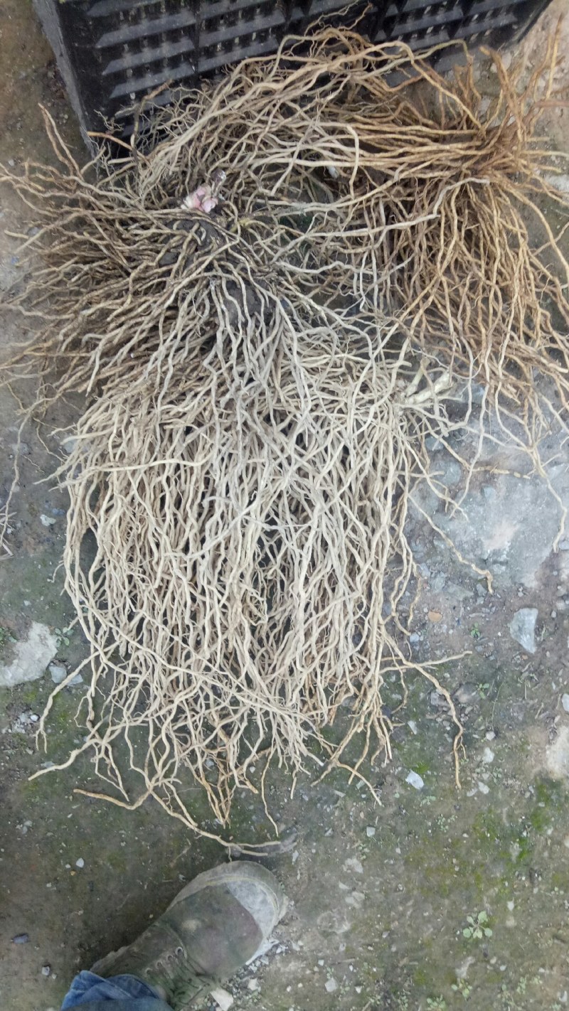 牛尾菜中药材牛尾中药材
