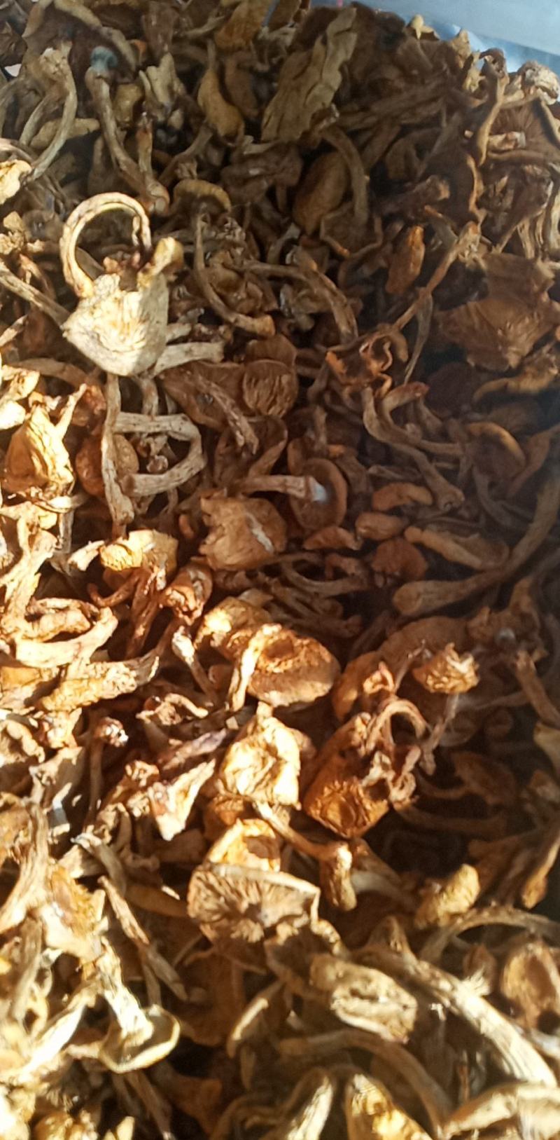 滑子菇来了，养生好食材