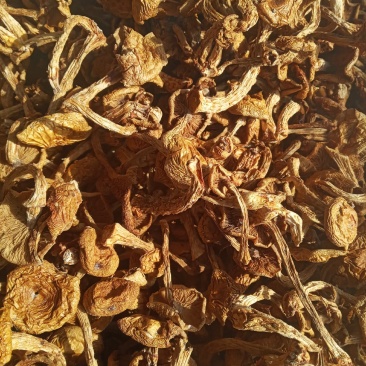 滑子菇来了，养生好食材