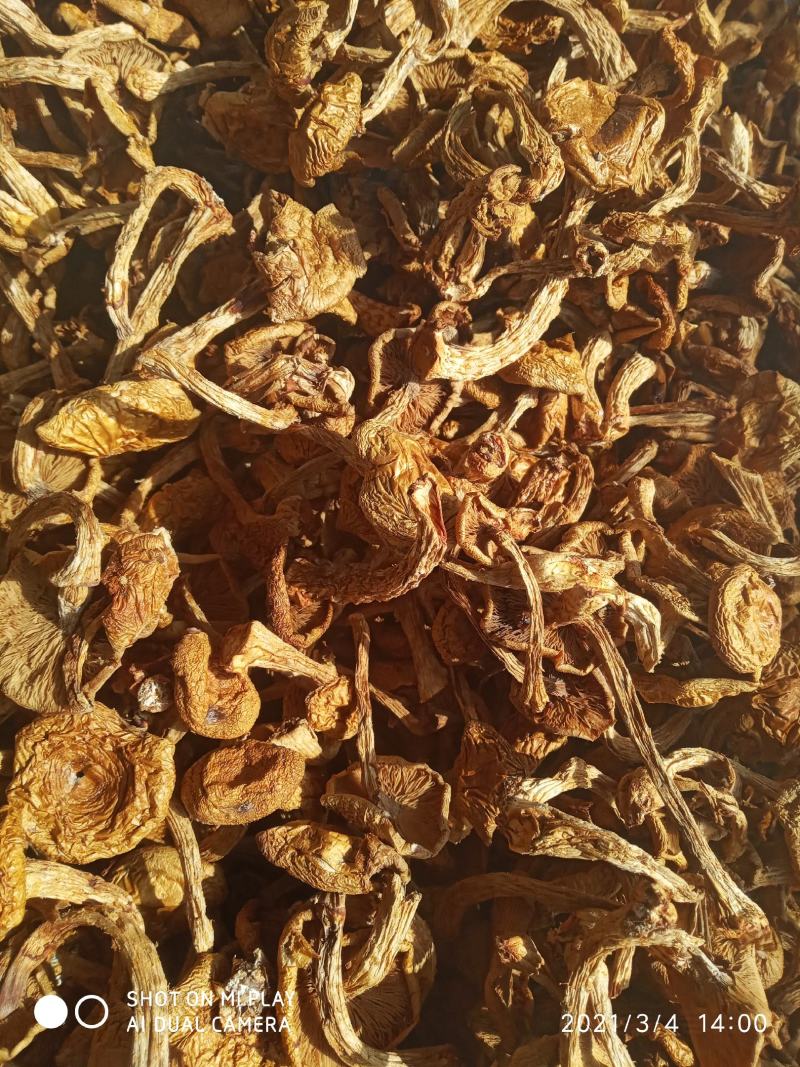 滑子菇来了，养生好食材
