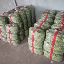 精品豆角豆王大量上市一手货源发往全国个大市场