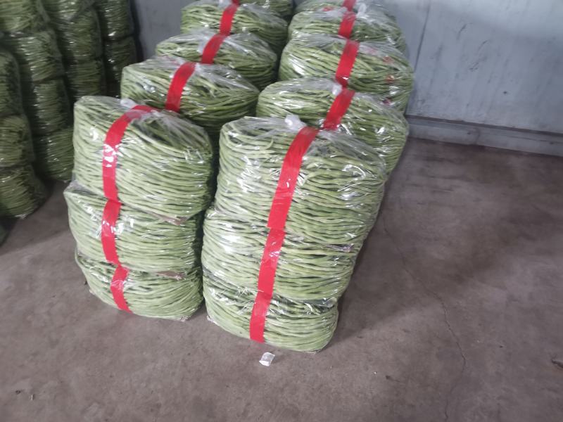 精品豆角豆王大量上市一手货源发往全国个大市场
