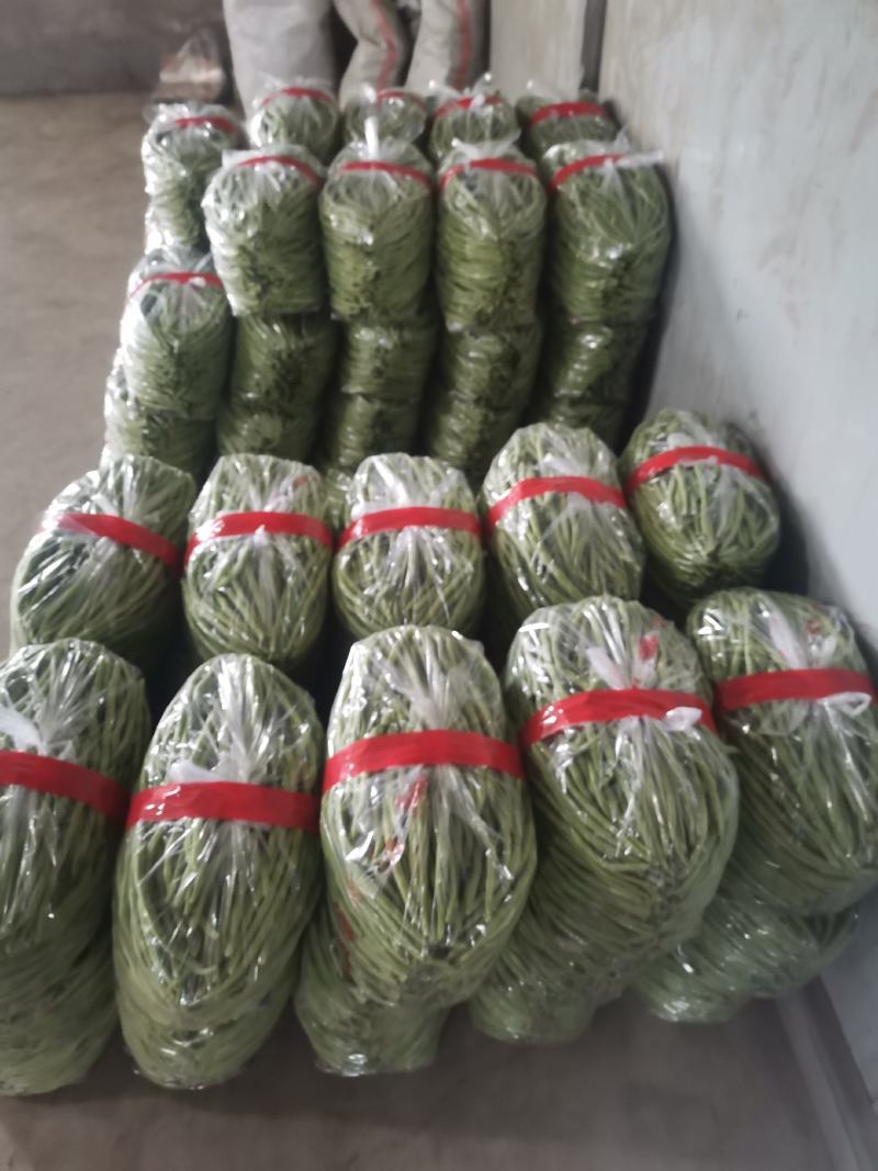 精品豆角豆王大量上市一手货源发往全国个大市场
