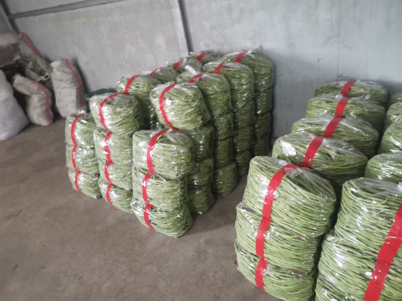精品豆角豆王大量上市一手货源发往全国个大市场