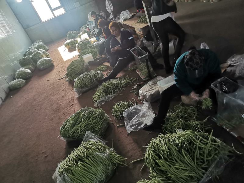 精品豆角豆王大量上市一手货源发往全国个大市场