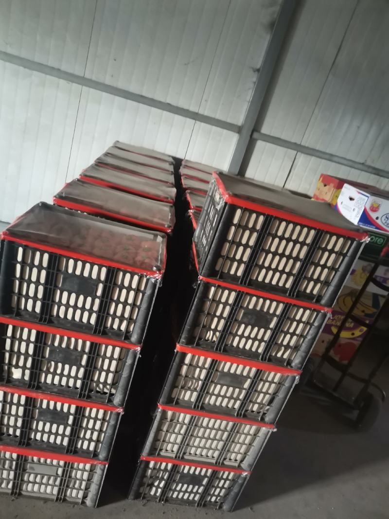 精品豆角豆王大量上市一手货源发往全国个大市场