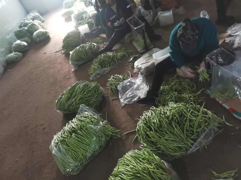 精品豆角豆王大量上市一手货源发往全国个大市场