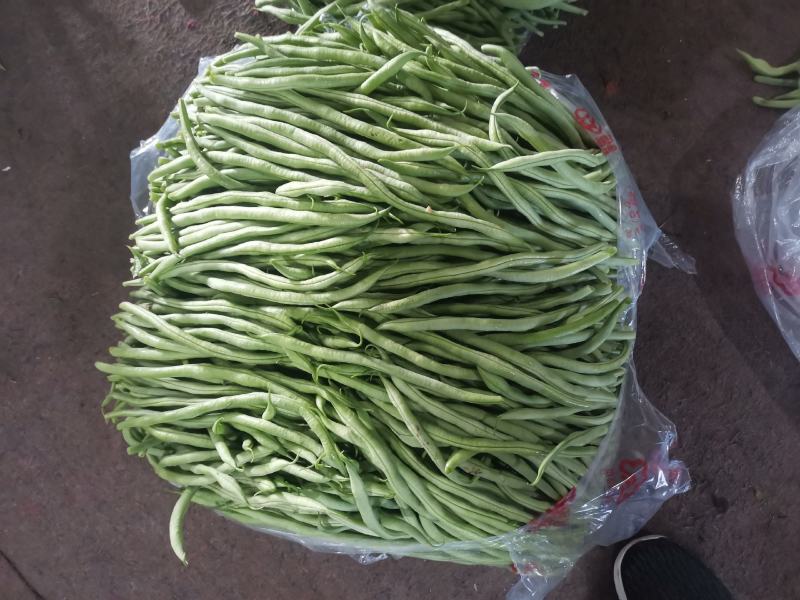 精品豆角豆王大量上市一手货源发往全国个大市场