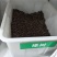 林木种子橡树种子新采苗木种子栎树种子栗茧蒙古栎娜塔莉种子