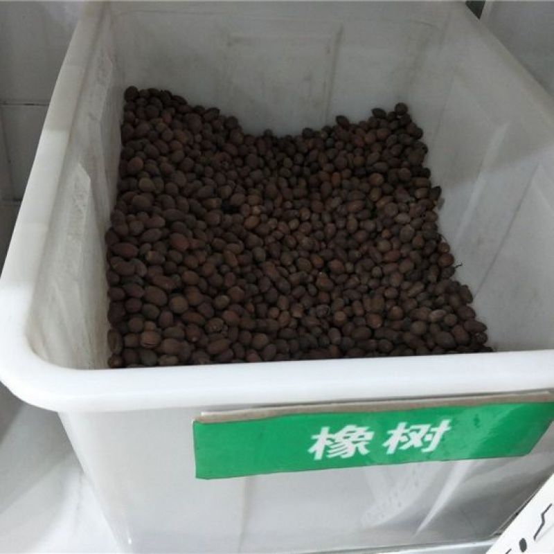林木种子橡树种子新采苗木种子栎树种子栗茧蒙古栎娜塔莉种子
