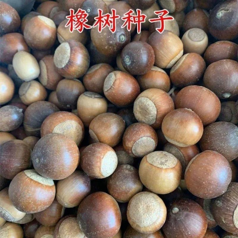 林木种子橡树种子新采苗木种子栎树种子栗茧蒙古栎娜塔莉种子
