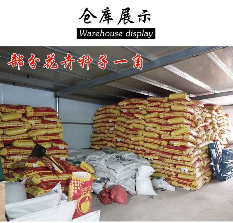 林木种子橡树种子新采苗木种子栎树种子栗茧蒙古栎娜塔莉种子