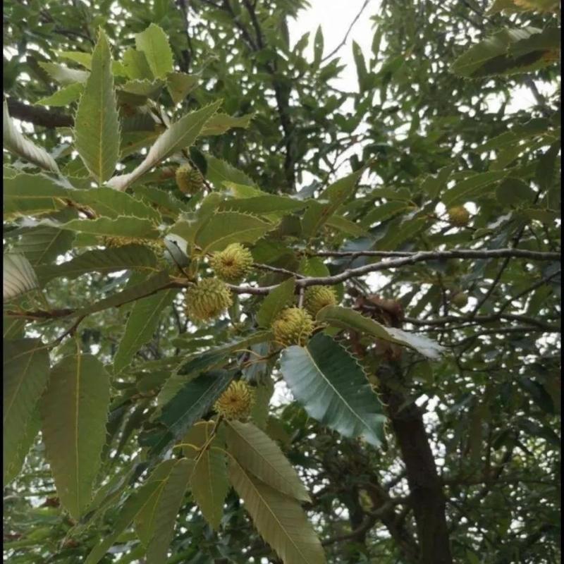 林木种子橡树种子新采苗木种子栎树种子栗茧蒙古栎娜塔莉种子