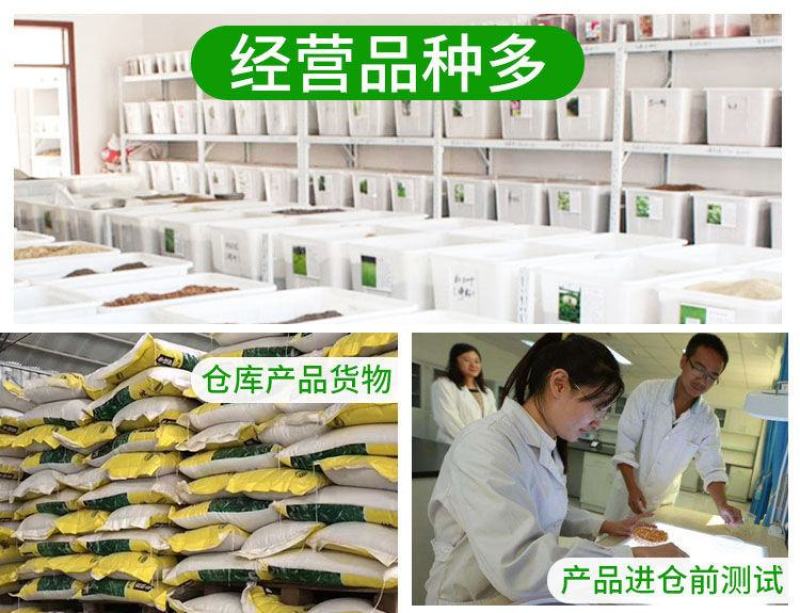 林木种子橡树种子新采苗木种子栎树种子栗茧蒙古栎娜塔莉种子