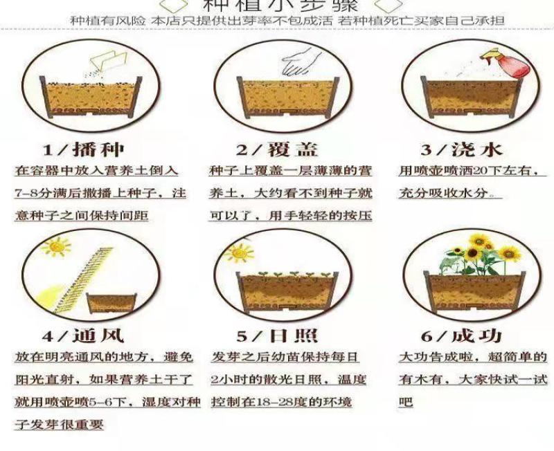 林木种子橡树种子新采苗木种子栎树种子栗茧蒙古栎娜塔莉种子