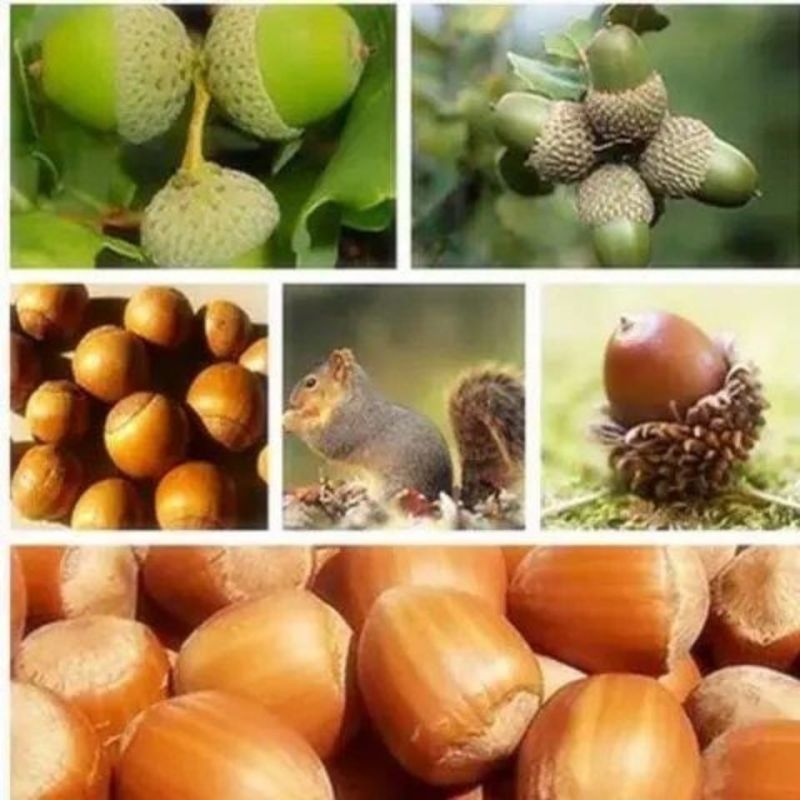 林木种子橡树种子新采苗木种子栎树种子栗茧蒙古栎娜塔莉种子