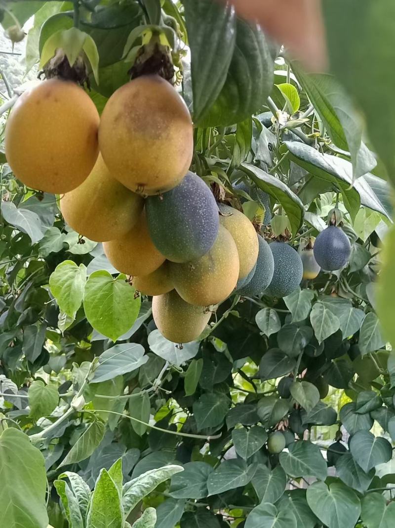 热情百香果苗，果子非常蜜甜好吃的，带土带叶发货